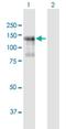Pleckstrin Homology And RhoGEF Domain Containing G2 antibody, H00064857-B01P-50ug, Novus Biologicals, Western Blot image 