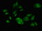 Replication Factor C Subunit 4 antibody, LS-C679312, Lifespan Biosciences, Immunofluorescence image 