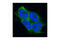 Stromal interaction molecule 2 antibody, 4917S, Cell Signaling Technology, Immunofluorescence image 