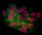 Bromodomain-containing protein 4 antibody, NBP2-76394, Novus Biologicals, Immunocytochemistry image 