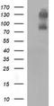 CD44, variant 6 antibody, CF506749, Origene, Western Blot image 