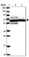 Protein downstream neighbor of Son antibody, NBP2-38599, Novus Biologicals, Western Blot image 