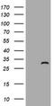 Zinc finger FYVE domain-containing protein 21 antibody, TA505606, Origene, Western Blot image 