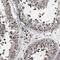 Round Spermatid Basic Protein 1 Like antibody, HPA020413, Atlas Antibodies, Immunohistochemistry frozen image 