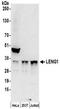 Leukocyte Receptor Cluster Member 1 antibody, NBP2-41357, Novus Biologicals, Western Blot image 