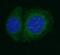 Anti-Mullerian Hormone antibody, FNab09798, FineTest, Immunofluorescence image 