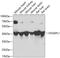 Probable O-sialoglycoprotein endopeptidase 2 antibody, GTX32768, GeneTex, Western Blot image 