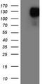 Glutamyl Aminopeptidase antibody, CF503915, Origene, Western Blot image 