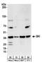 QKI, KH Domain Containing RNA Binding antibody, NB300-240, Novus Biologicals, Western Blot image 