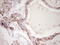 Synemin antibody, LS-C340000, Lifespan Biosciences, Immunohistochemistry frozen image 