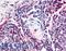 ATRN antibody, LS-A8293, Lifespan Biosciences, Immunohistochemistry frozen image 