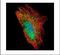 Decapping MRNA 1A antibody, PA5-78534, Invitrogen Antibodies, Immunofluorescence image 