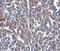ORAI Calcium Release-Activated Calcium Modulator 1 antibody, LS-C144491, Lifespan Biosciences, Immunohistochemistry frozen image 