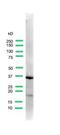 Uroplakin III antibody, MBS301986, MyBioSource, Western Blot image 