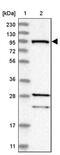 Ras and Rab interactor 1 antibody, PA5-57292, Invitrogen Antibodies, Western Blot image 