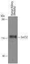 Sortilin Related VPS10 Domain Containing Receptor 2 antibody, AF4238, R&D Systems, Western Blot image 