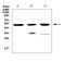 HtrA Serine Peptidase 1 antibody, A01801-1, Boster Biological Technology, Western Blot image 