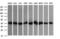 Acetyl-CoA Acyltransferase 2 antibody, LS-C174713, Lifespan Biosciences, Western Blot image 