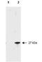 Formyl Peptide Receptor 2 antibody, orb345852, Biorbyt, Western Blot image 