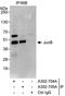 JunB Proto-Oncogene, AP-1 Transcription Factor Subunit antibody, A302-705A, Bethyl Labs, Immunoprecipitation image 