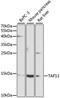 TATA-Box Binding Protein Associated Factor 13 antibody, 23-889, ProSci, Western Blot image 