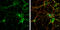 Glutamate Receptor Interacting Protein 1 antibody, GTX112571, GeneTex, Immunofluorescence image 