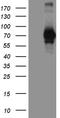 FDC antibody, TA807180S, Origene, Western Blot image 