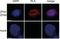 FLAG antibody, NB600-344, Novus Biologicals, Immunofluorescence image 