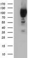 Phosphoinositide-3-Kinase Adaptor Protein 1 antibody, CF501764, Origene, Western Blot image 