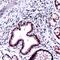 Hsc70-interacting protein antibody, PA5-32600, Invitrogen Antibodies, Immunohistochemistry frozen image 