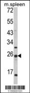 FKBP Prolyl Isomerase 11 antibody, 62-466, ProSci, Western Blot image 