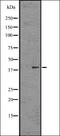 Keratin 19 antibody, orb336511, Biorbyt, Western Blot image 
