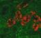 Lipocalin 2 antibody, NBP1-05183, Novus Biologicals, Immunohistochemistry paraffin image 