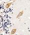Terminal Nucleotidyltransferase 2 antibody, MBS9212203, MyBioSource, Immunohistochemistry paraffin image 