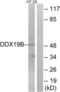 DDX19B antibody, LS-C119764, Lifespan Biosciences, Western Blot image 