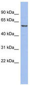 General Transcription Factor IIH Subunit 1 antibody, TA330140, Origene, Western Blot image 