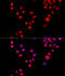 X-Ray Repair Cross Complementing 6 antibody, 13-312, ProSci, Immunofluorescence image 