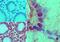 Nurim antibody, PA1-41391, Invitrogen Antibodies, Immunohistochemistry frozen image 