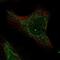 Mitochondrial Ribosomal Protein L36 antibody, PA5-61474, Invitrogen Antibodies, Immunofluorescence image 