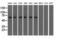 Imp2 antibody, M02010, Boster Biological Technology, Western Blot image 