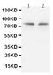 Protein kinase C gamma type antibody, PA5-79870, Invitrogen Antibodies, Western Blot image 