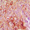 Serpin B5 antibody, LS-C352659, Lifespan Biosciences, Immunohistochemistry frozen image 