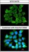 Cardiotrophin Like Cytokine Factor 1 antibody, GTX114173, GeneTex, Immunocytochemistry image 