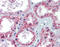 Patched 1 antibody, 29-972, ProSci, Western Blot image 
