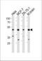 F-Box Protein 28 antibody, 60-984, ProSci, Western Blot image 