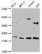 H12 antibody, LS-C670338, Lifespan Biosciences, Western Blot image 