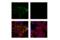 Platelet And Endothelial Cell Adhesion Molecule 1 antibody, 42777S, Cell Signaling Technology, Immunofluorescence image 