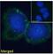 SLP-65 antibody, NB100-804, Novus Biologicals, Immunofluorescence image 