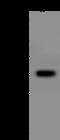 Coenzyme Q9 antibody, 200706-T46, Sino Biological, Western Blot image 