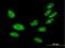 H1 Histone Family Member X antibody, H00008971-B01P, Novus Biologicals, Immunocytochemistry image 